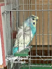  1 طيور حب هوقو رومو