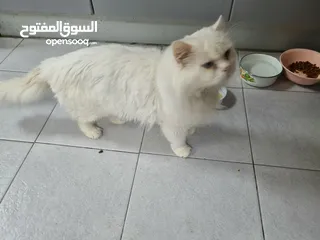  10 white male cat for adoption urgently