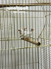  7 Finches Adult size 4 birds