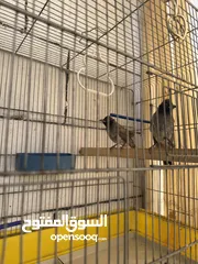  1 ثلاث بلابل أليفات البيع الحبه علا 15د