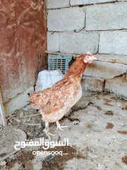  2 ديج ابو ركيبه اسود طلك مع دجاحه عرب