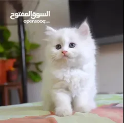  1 قطط هملاي عمر شهرين