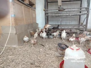  2 صيصان بلدي و لوهمان للبيع