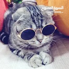  5 نظارات قطه او كلب بيبي شمسيه او قراءه تناسب جميع الانواع قطة  سكوتش انغوارا  شيرازي و لكل الاعمار لا