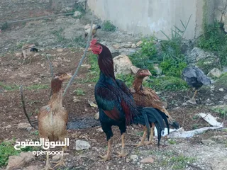  8 متاح بيض براهمي تركي وباكستاني مخصب ومكفول
