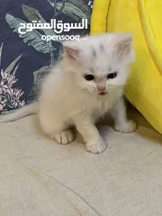  4 قطط صغيره للبيع