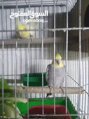  7 جوز كوكتيل مع فراخ للبيع فحص مع فرخين كبار على وجه بيض