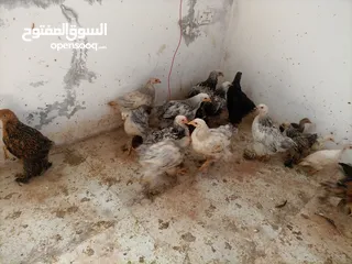  11 فرخات. براهمي . مشكل   في بف وفي بلاك     فرخات. ما شاء الله