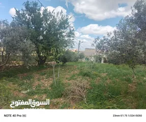  3 ارض للبيع حبكا المزار الشمالي اربد