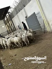  5 اغنام للبيع