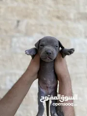 3 جراوي بيتبول نادرة جدا