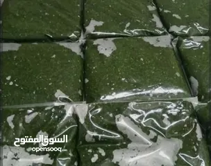  1 ملوخية تفريز