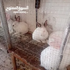  3 ارانب ذكور نخب
