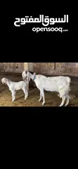  1 بسم الله ماشاءالله تبارك الرحمن عنزه شميه حره من الطيراز الاول عز ما بدك تقنا بيضه درعه فوق النخب