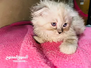 6 قط شيرازي سكني