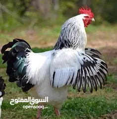  1 بيض دجاج ساكسو الانجليزي البياض البزرهالاصليه