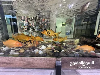  18 اسماك زينة ومفترسة باشكال واحجام ولا اجمل