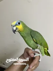  1 بسم الله ما شاء الله التفاصيل بالوصف