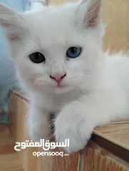  13 قطط شيرازيه صغيره  اليفه كييييوت  لون ابيض