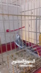  6 فحل كوكتيل وايت فيس جاهز للتجاوز
