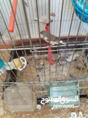  2 عصافير جنة (فنجز) للبيع بسعر طري