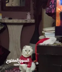  5 قط سكوتش فولد ابيض