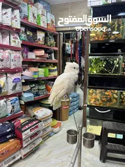  12 كوكاتو غوفن سوبر جامبو ررراقص أليف جدا تم تنزيل السعر لل370 وتمديد العرض  لاول ايام العيد تابع الوصف