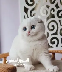  4 ⸻  Beautiful Scottish Fold Kitten – 14 Weeks Old – Ready for a New Home!