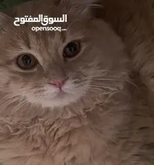  2 قطة للتبني