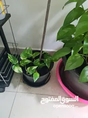  6 Money Plant and Calamansi Plant