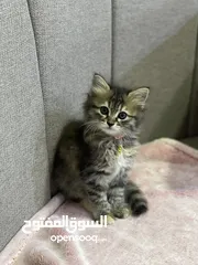  1 قطة -كتن صغيره