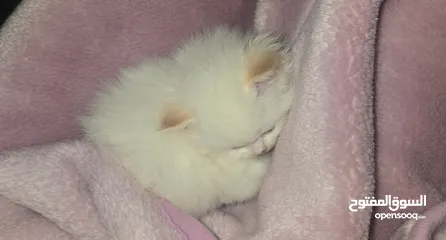  2 قطط هملايا وشيرازي