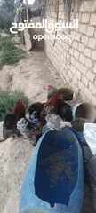  11 دجاج براهما