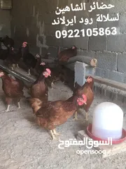  2 كتكوت رود ايرلاند الامريكي درجه اولئ