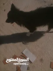  2 كلب الي البيع