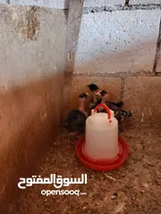  3 صيصان ابو رقيبه 150 عمر شهر  وخمسين صوص بلدي