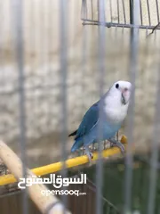  4 عصفور روز ازرق ذكر للبيع
