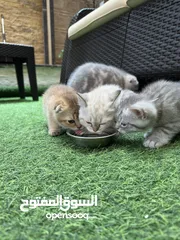  30 قطط سكوتش فولد وسكوتش ستريت للبيع اقرأ الوصف