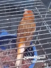  3 عصافير. كنار جوزين