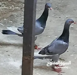  26 حمام الماني نخب جواز وفردات