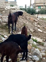  1 ثلاث عنزات وتيس شاميات نخب اول الثلاث والتيس كلهم ريشت الحبه وحده سوده وثنتين دباسي