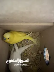  1 طيور حب منتج للبيع