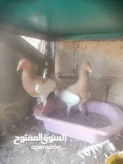  2 جوزين يهودي جوز اصفر وجوز احمر على صفره