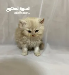  3 10 قطط للبيع للتواصل و الاستفسار على الرقم