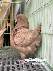  8 فراخ و جوز مخاليف وفحل كنج المانيات البزره الاصليه
