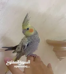  3 ببغاء كوكتيل جامبو