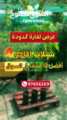  3 عرض لمدة أسبوع شتلات / أشجار المانجو من مشتل الأرياف   ( قراط برماسي نعومي كيت زعفراني تنيرو عويس )