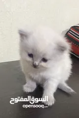  10 Persian short hair kitten