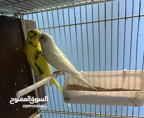  2 جوزين طيور حب شغالين للبيع