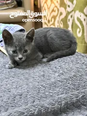  2 Russian blue kitten hypo allergenic